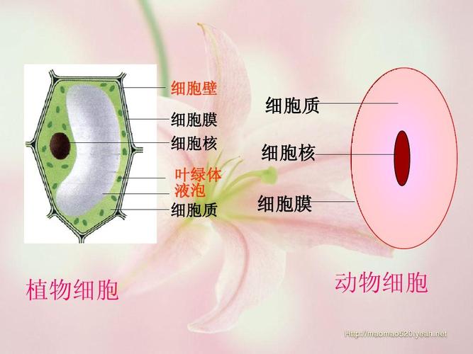 七年级生物《细胞的生活》课件ppt