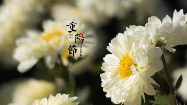 重阳佳节赏菊的唯美背景图