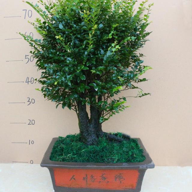 小叶紫檀盆景好养易活,不怕干不怕冻,寓意不错,适合居家养护