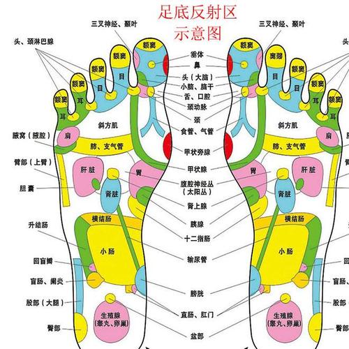 足部按摩视频手法教程,足部反射区图解