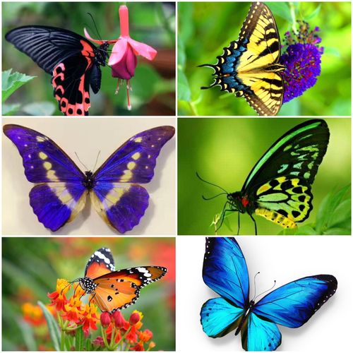 我的小探究—蝴蝶的生长过程