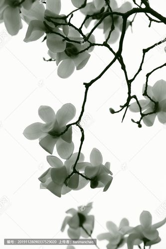 水墨玉兰花