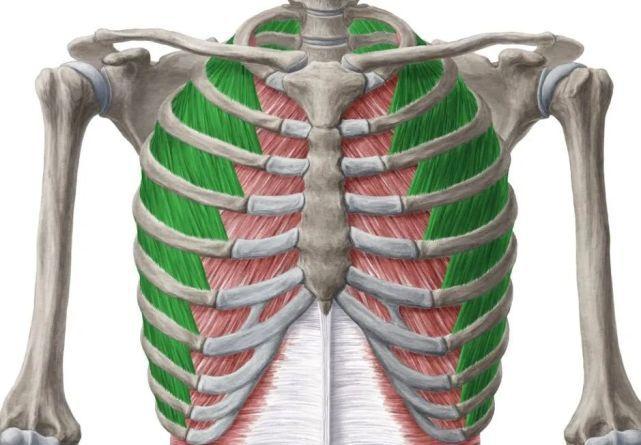 解剖1 膈肌平静呼吸肌用力呼气肌:平静呼气是一个被动过程,主要是胸腔