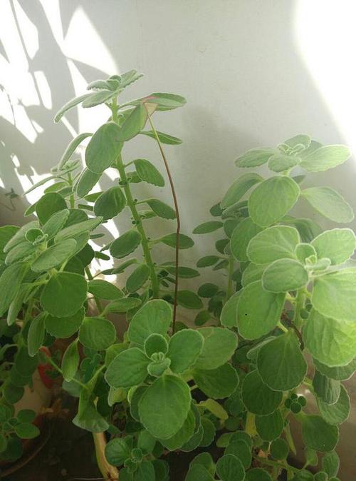 各位万能的亲,这是啥植物呀?毛茸茸的