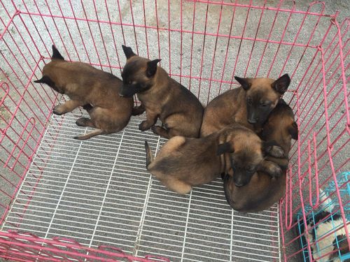 血统纯正的马犬幼崽商品大图