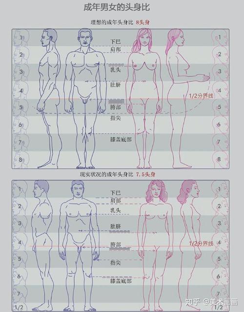 掌握速写男性人体的比例该从哪开始