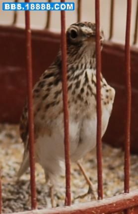 笼鸟百科 帮忙鉴定一下鱼鳞燕公母