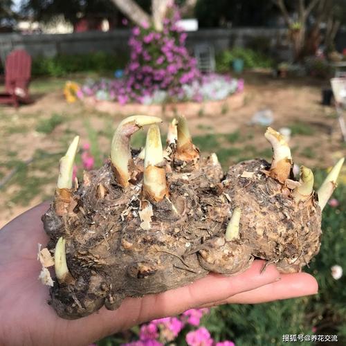 原创盆栽马蹄莲养护指南,用块茎可以轻松繁殖新植株