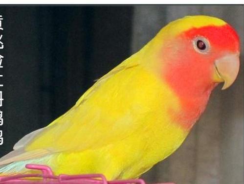 展开全部 是黄桃牡丹叙鹉吧