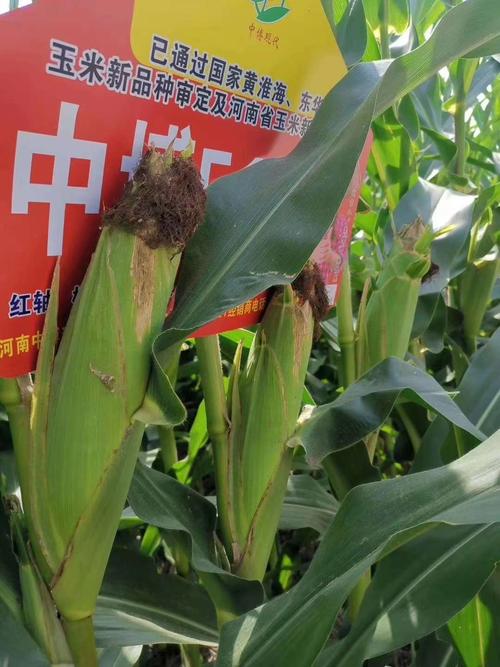 中博510,高产玉米种,审定区域广,国家级大品牌.