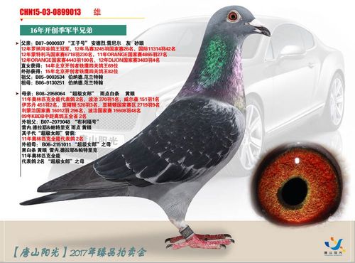 唐山阳光 - 中信网铭鸽展厅 www.ag188.com