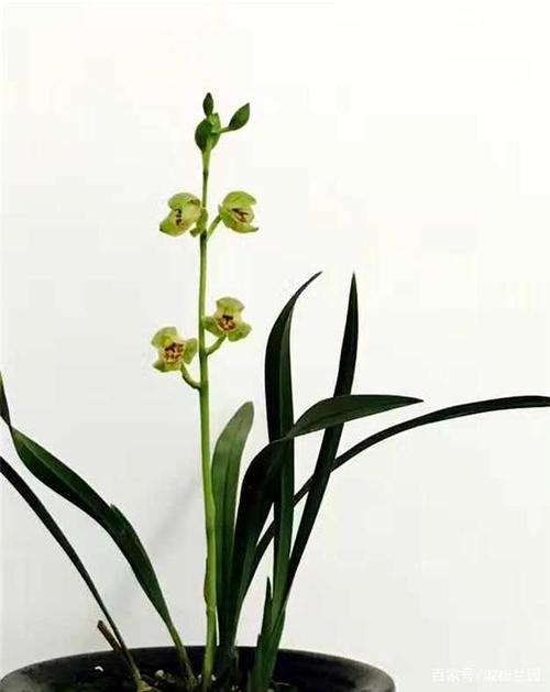 建兰刘杨荷,乐山全国兰展金奖名品,喜欢兰花的朋友千万莫错过