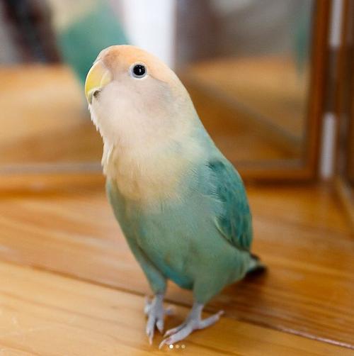 鹦鹉雪啾鸟鹦鹉 啾鸟配色牡丹鹦鹉可爱啾ins配色