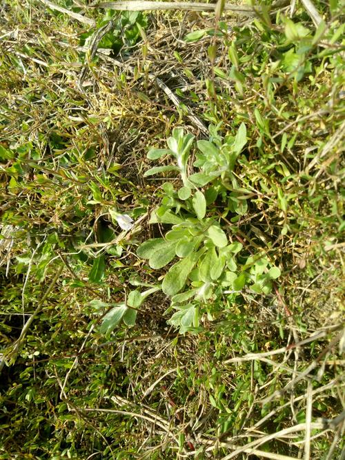 春天的田野 听说 那是 油菜花的故乡 我在田野里 采软雀儿 我看见