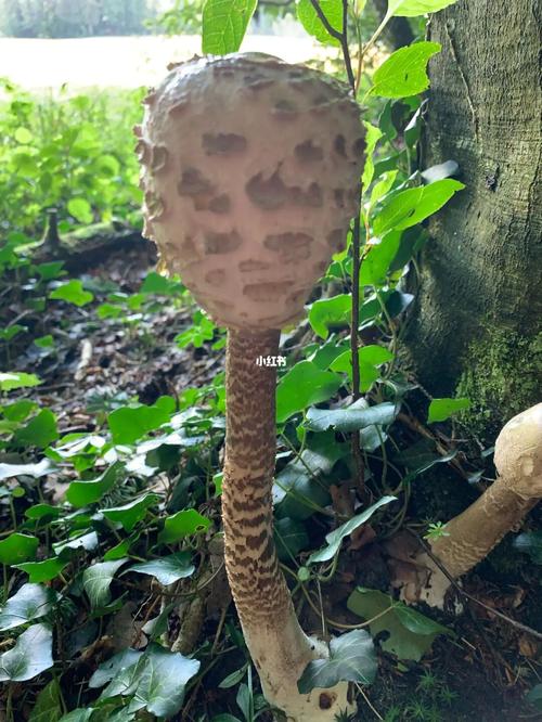 你们要的可以食用的蘑菇实物识别图来了07_蘑菇_采摘_灰紫色_野生
