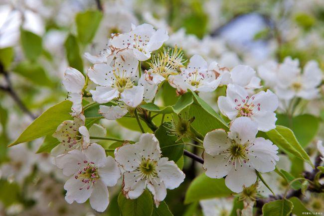 读苏轼的《东栏梨花》,聊那些与梨花有关的故事