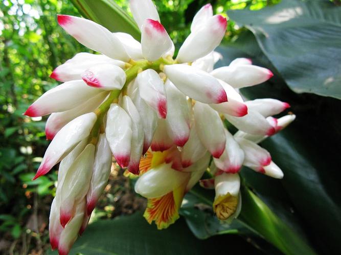 "斯时红粉飘高枝,豆蔻香深花不续