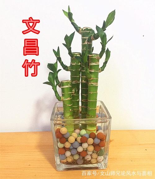 2017文昌竹的摆放风水