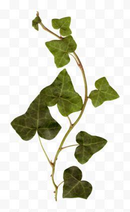 手绘绿色常青藤图片免费下载-手绘绿色常青藤素材-手绘绿色常青藤png