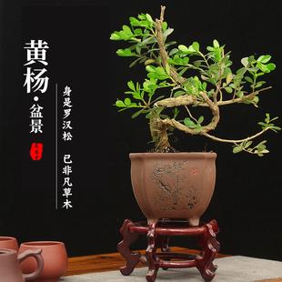 南通黄杨雀舌罗汉松树苗带盆景造型老桩小盆栽室内绿植物四季常青