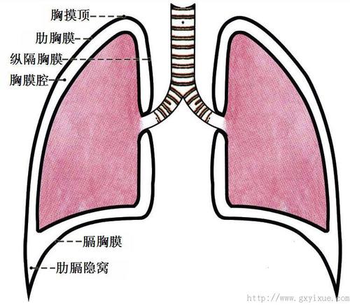 胸膜- 解剖生理学网络多媒体课程