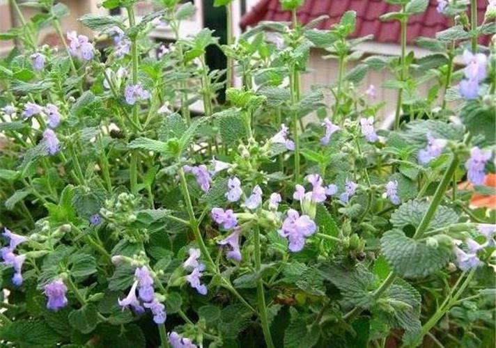 散装紫花猫薄荷香草种子 荆芥种子芳香水薄荷花种子批