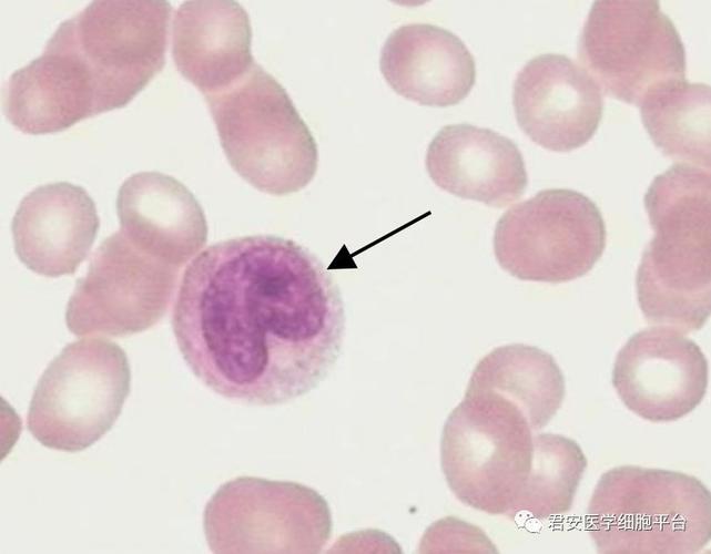 中性晚幼粒细胞