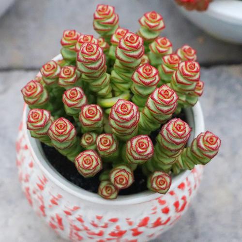 购客免邮 大颗老桩钱串含盆满49 钱串多肉植物 招财盆栽 植物说园艺