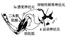 牵扯伸张牵张反射是我们日常维持身体姿势与平衡的重要生理反应这种