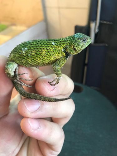 蜥蜴_宠物_我家宠物好可爱_宠物_宠物其他
