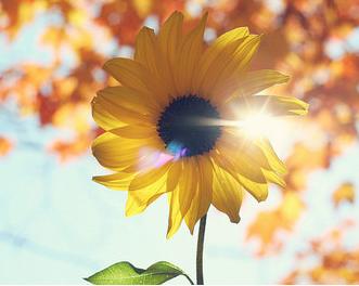 太阳花花语是什么意思向日葵花语向日葵花花语是什么