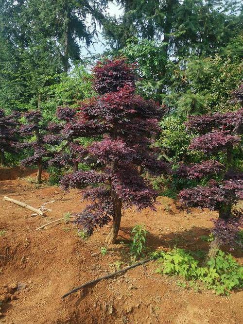 二次移栽造型红花继木桩  