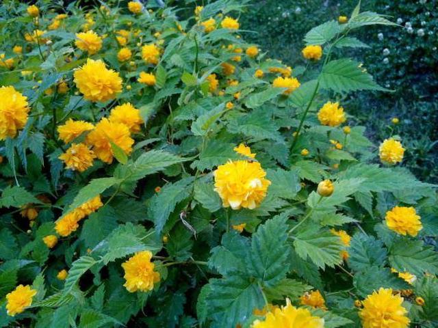 齐齐哈尔诗词网 文章阅读 > 棣棠别名地棠,黄花榆叶梅,枝条终年绿色