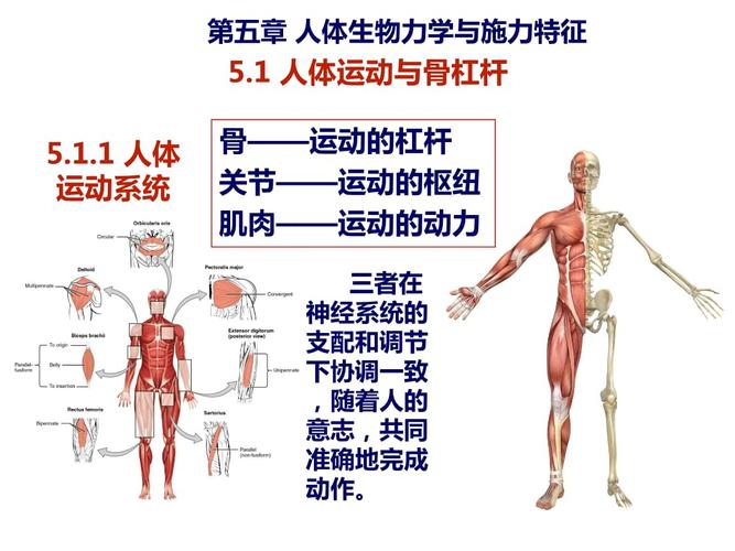 课件:第五章人体生物力学与施力特征.ppt