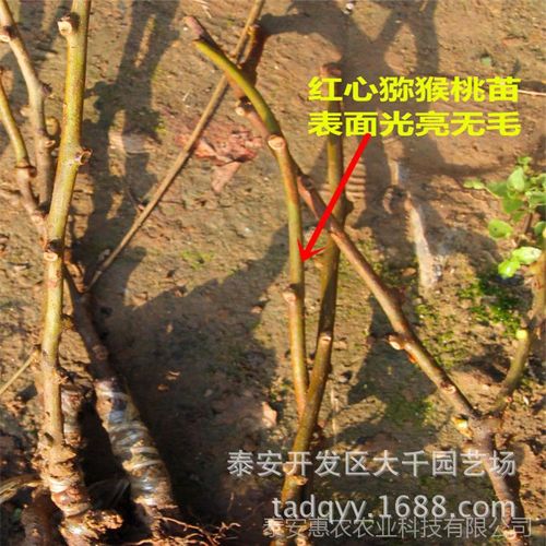 基地种植猕猴桃果树苗 批发软枣猕猴桃苗 根系发达 嫁接奇异果水果树