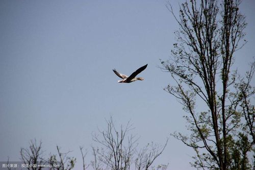 逆水寒 新飞雁 秋风萧瑟苇颈长 逆风而行难成双 此去归处未知数 夕阳