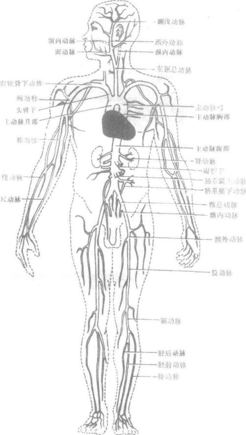 主动脉体(小球)