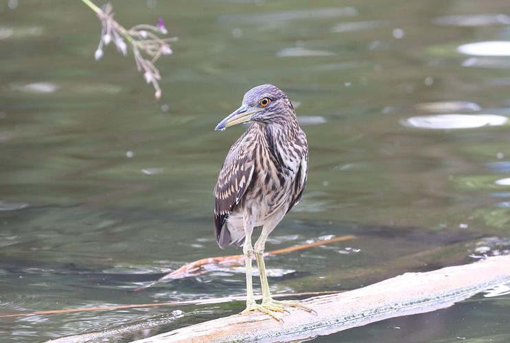 【广州市区打打鸟摄影图片】生态摄影_pan2000_太平洋