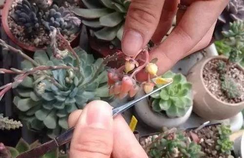 多肉花剑是个宝,你却拿它当草?学会这玩法,再也舍不得