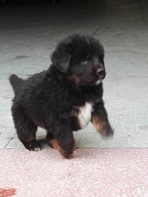 满月藏獒幼犬出售