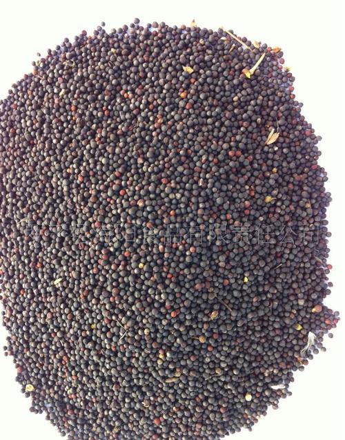 油菜籽 罗平县 2011年 上市 新油菜籽