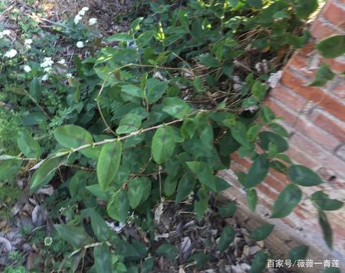 酸梗儿