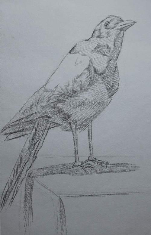 鸟素描步骤讲解教程-将军画室