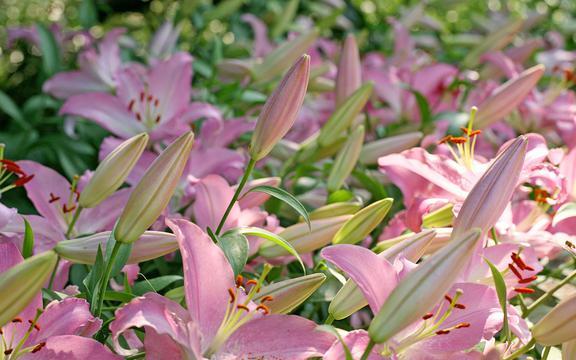 百合花花海风情