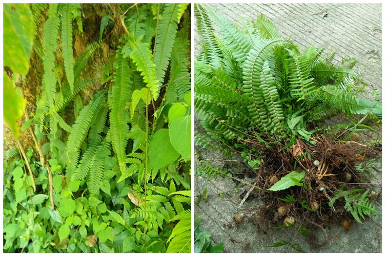 蕉岭现挖新鲜精选野生石黄皮凤凰蛋马骝卵肾蕨化狗儿蛇蛋3斤包邮