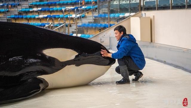 5年没回家过年这次春节不一样虎鲸保育员成了新上海人