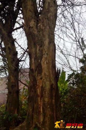 大量出柘木 黄金刺 新货