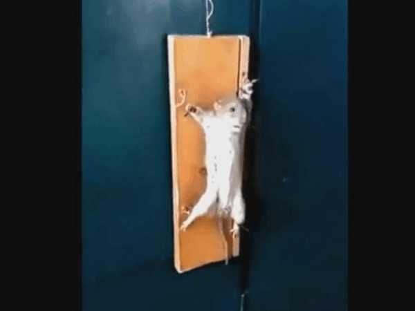 实拍: 男子抓到老鼠之后强行喂了伟哥, 不料发生了这事!