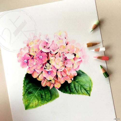 手把手教你画一个绣球花