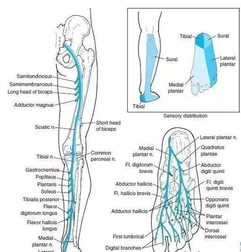 3,畸形表现:腓深神经:垂足,可能产生足外翻;腓浅神经:可能产生马蹄足